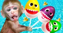 Monkey loves colorful eggs