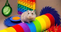 Playtime with Happy Hamster
