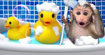 Splish Splash with Monkey and Duckies!