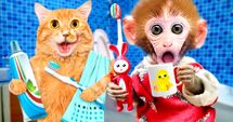 Cats and monkeys love brushing time