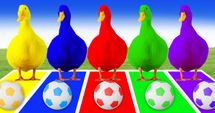 Ducks and soccer, what a match!