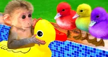 Monkey Meets Rainbow Ducklings