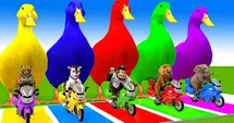 Racing time with the animal gang.