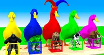 The Colorful Ducks and Their Animal Pals!