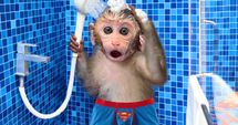 Monkey’s Super Bath Time!
