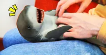 Shark Squeeze Fun Time